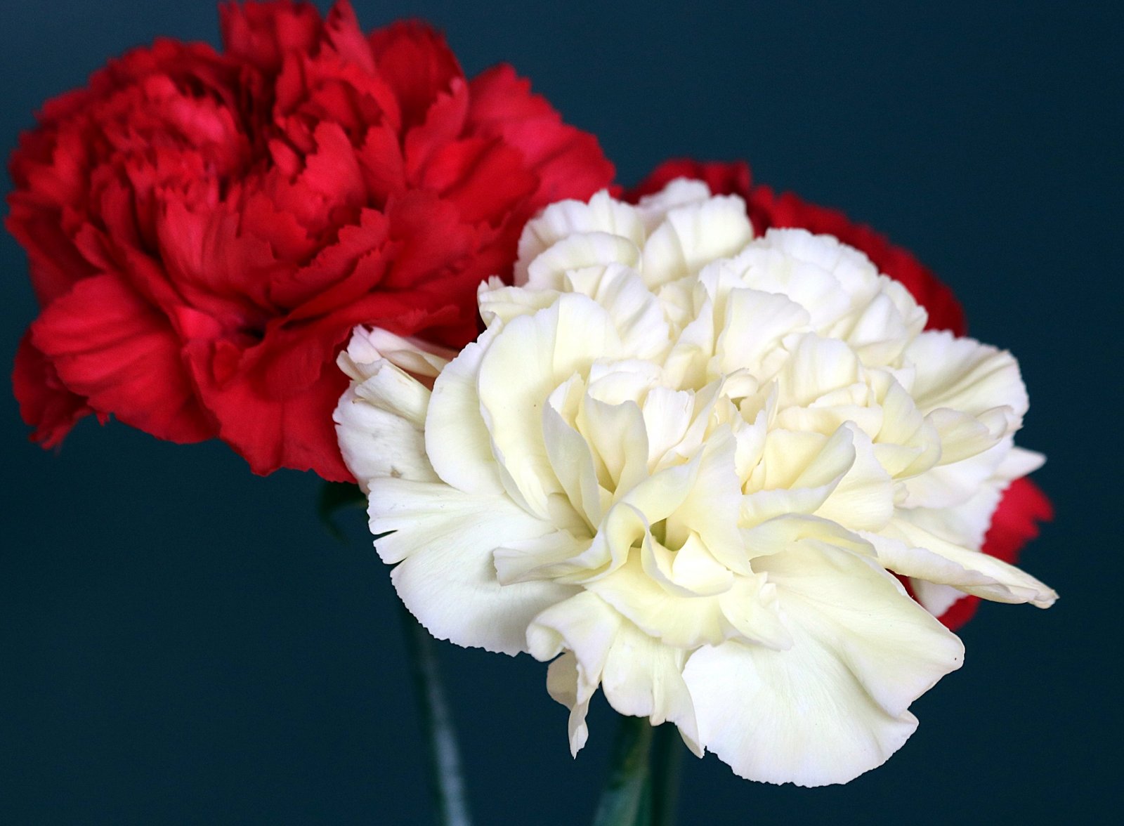 clavel-todas-sus-presentaciones-public-domain-pictures